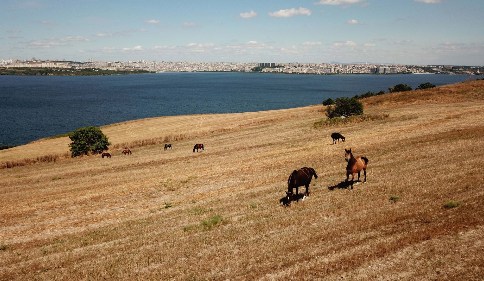 Adalar'da atlar özgürlüğe koşuyor 9