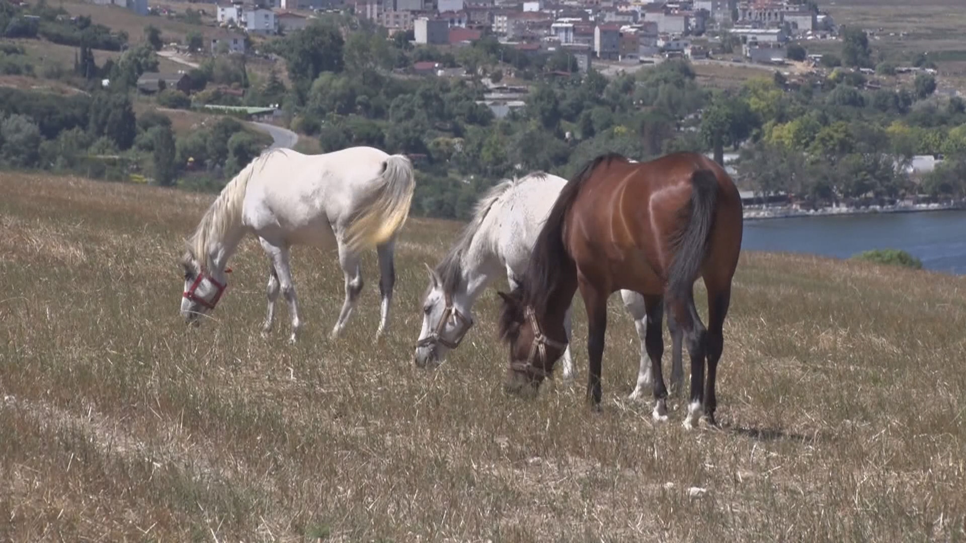Adalar'da atlar özgürlüğe koşuyor 8
