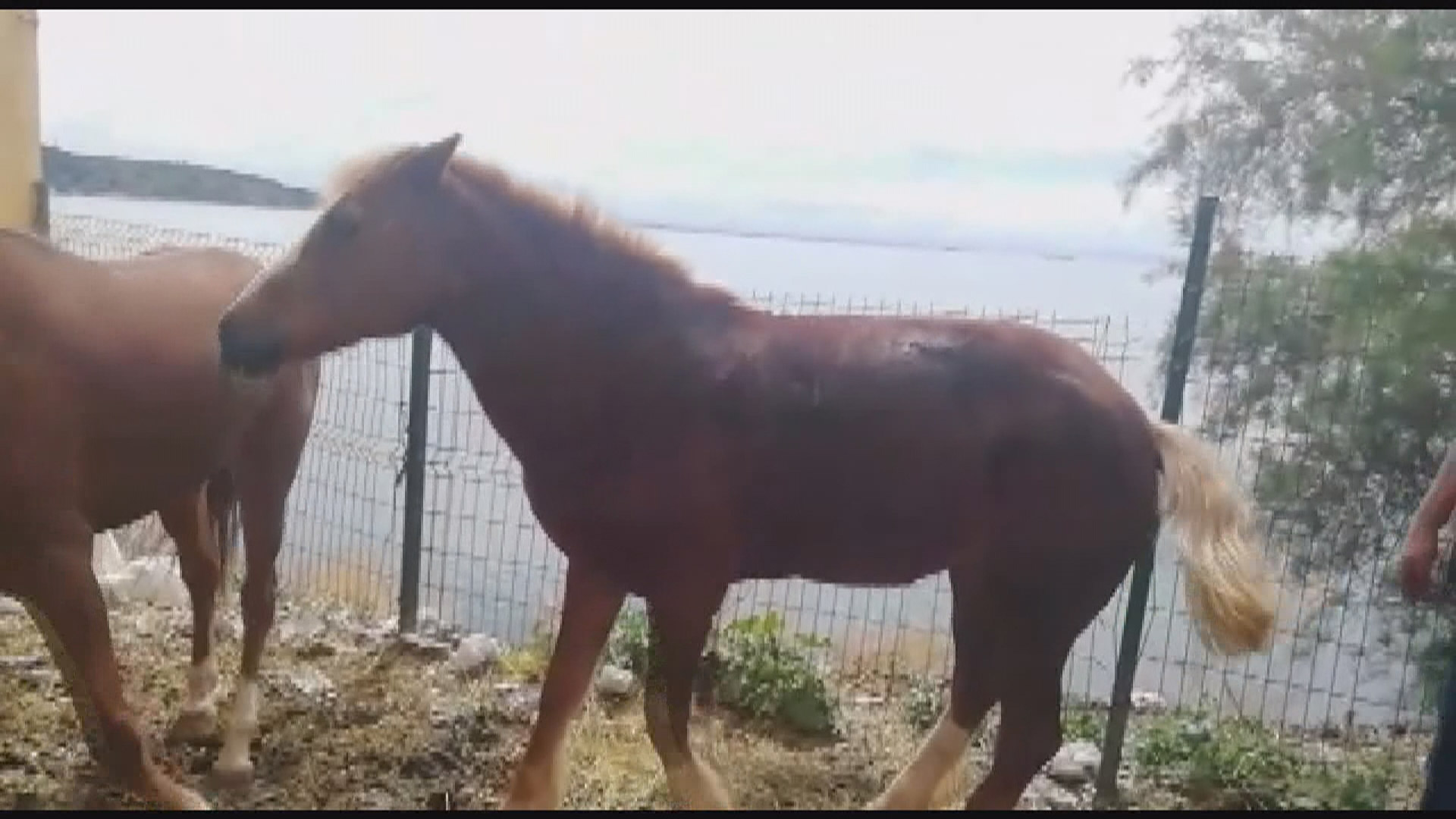 Adalar'da atlar özgürlüğe koşuyor 7