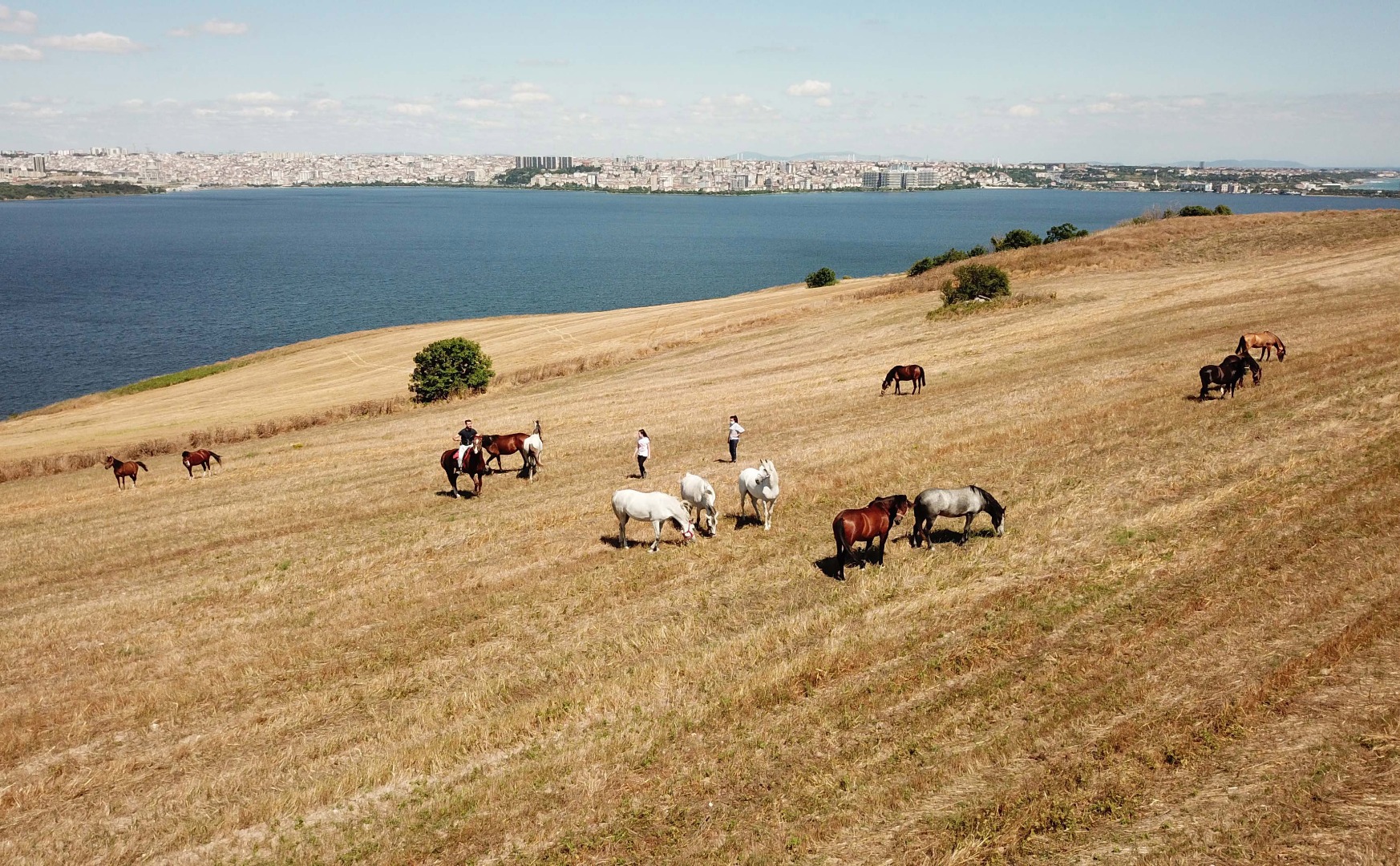Adalar'da atlar özgürlüğe koşuyor 6