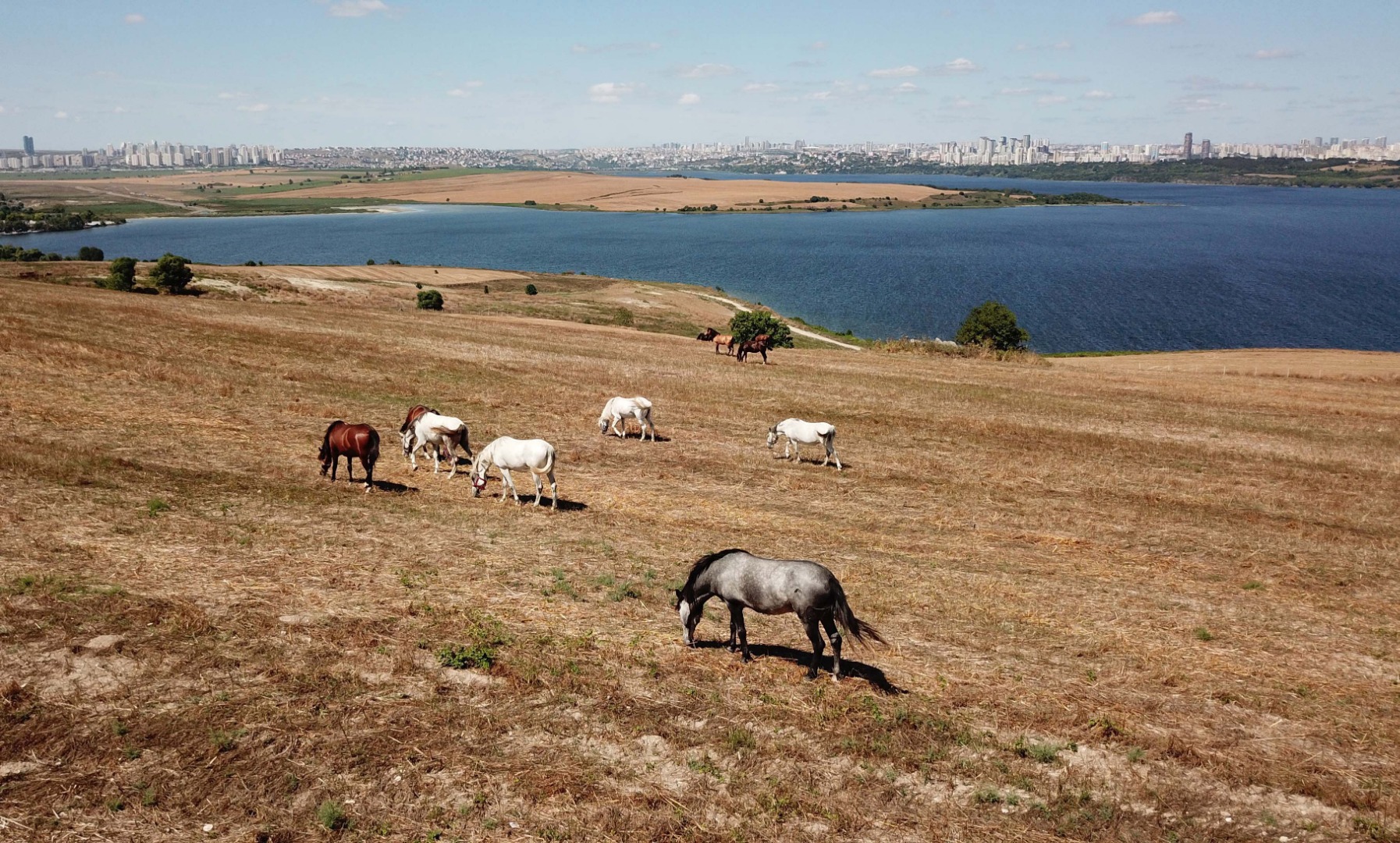 Adalar'da atlar özgürlüğe koşuyor 5