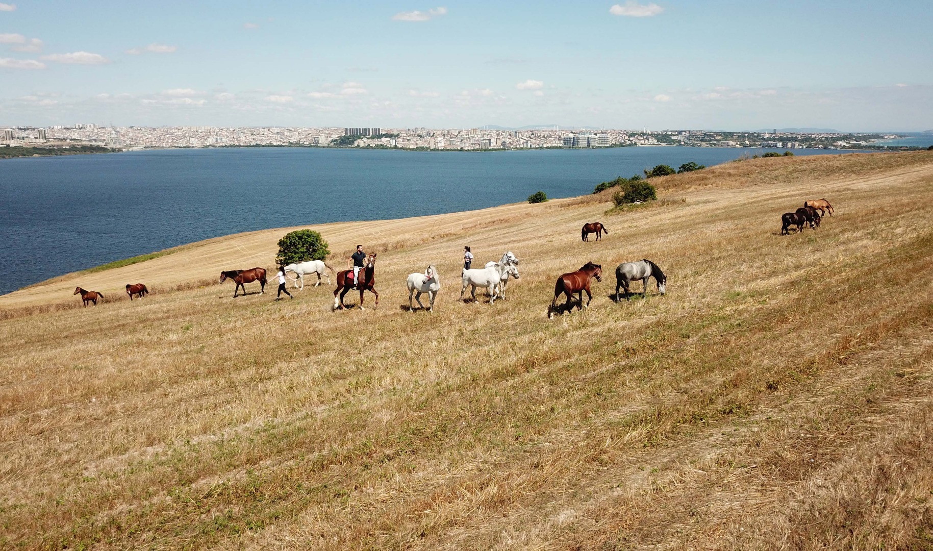 Adalar'da atlar özgürlüğe koşuyor 4