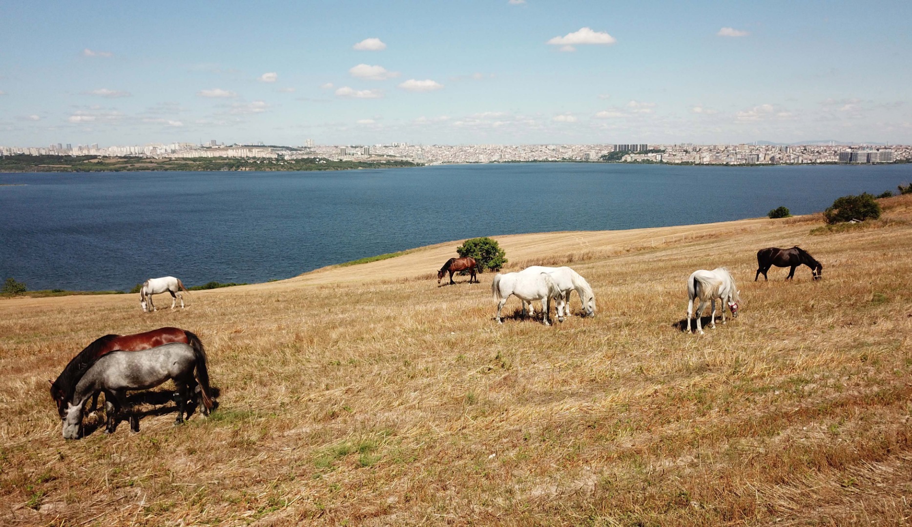 Adalar'da atlar özgürlüğe koşuyor 3