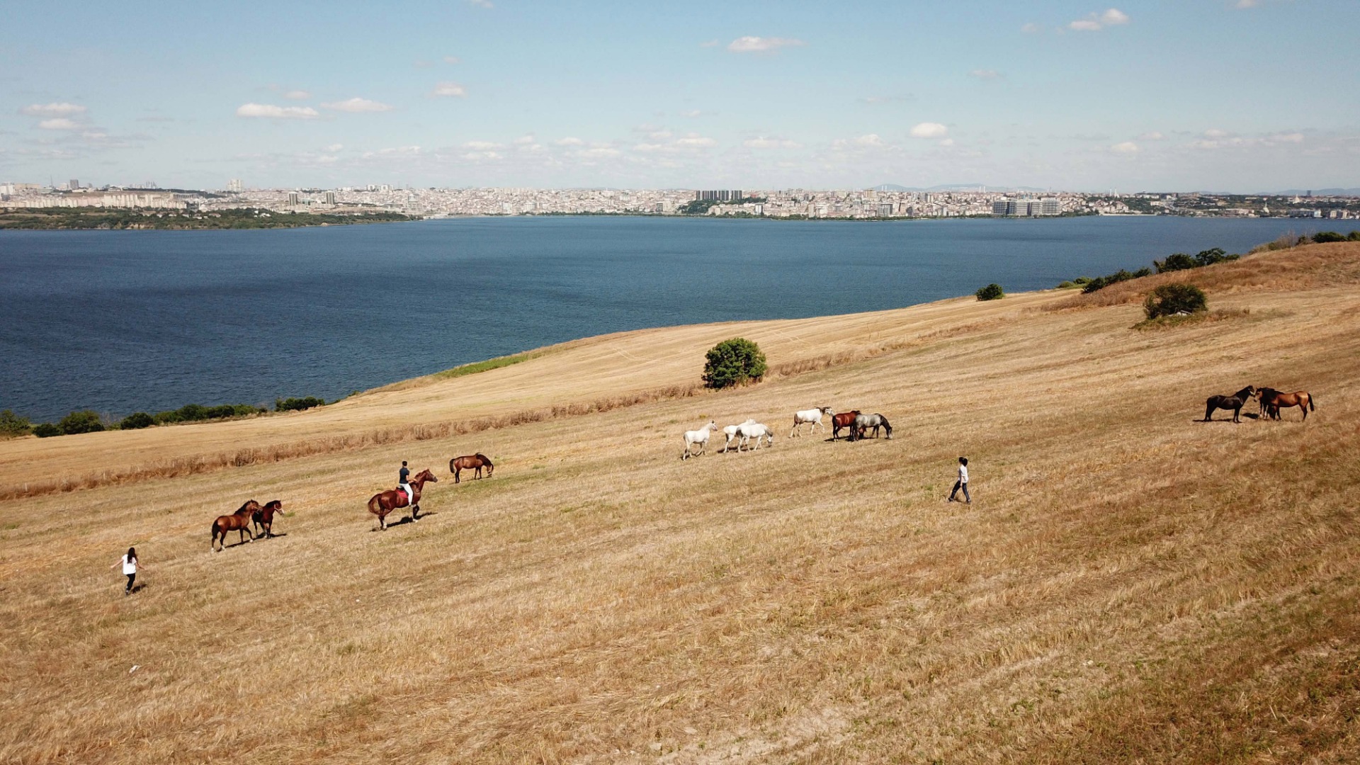 Adalar'da atlar özgürlüğe koşuyor 2