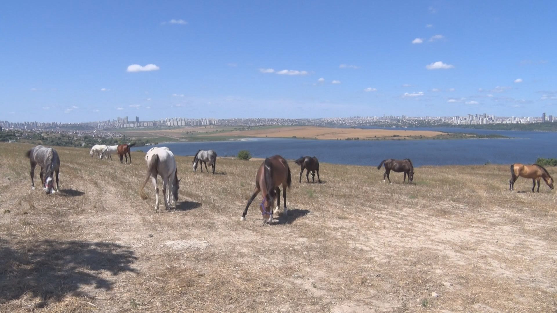 Adalar'da atlar özgürlüğe koşuyor 1