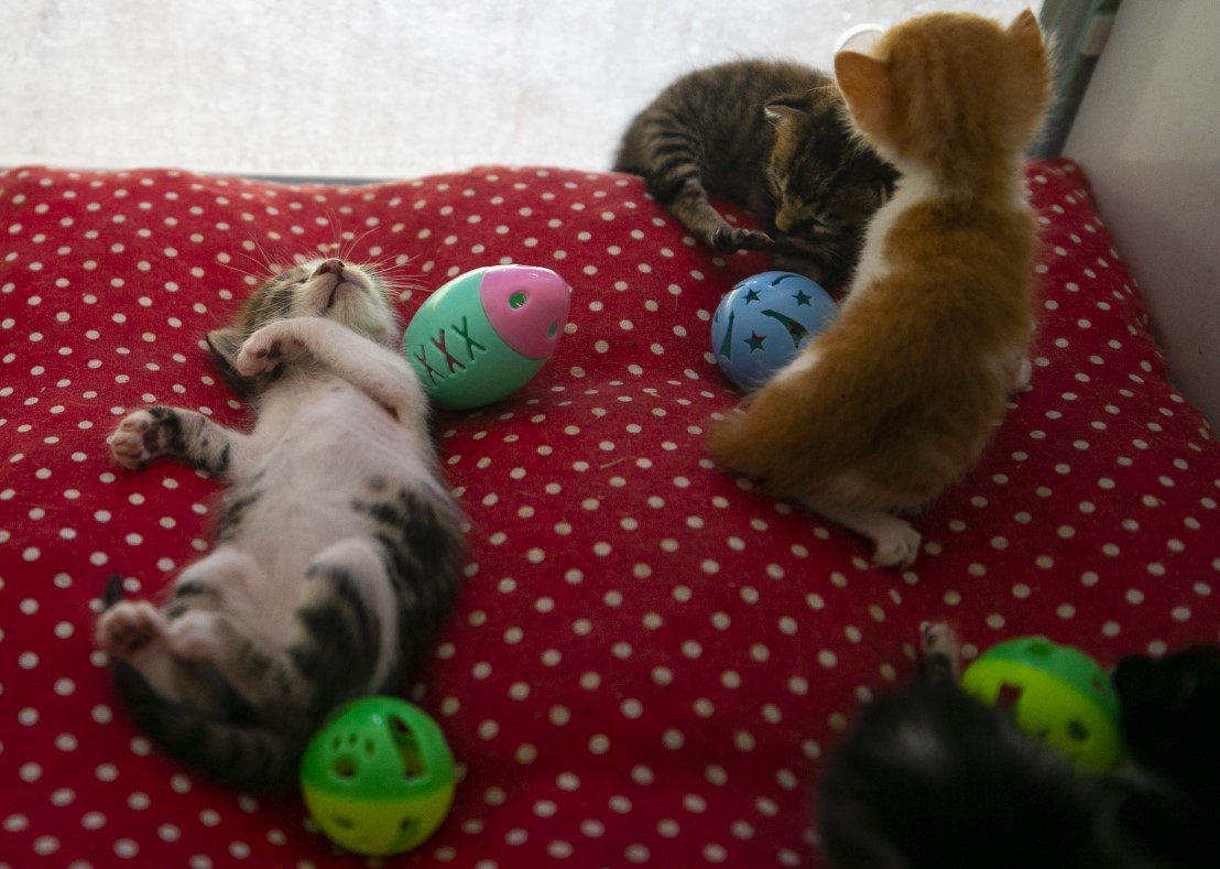 Anne kediler için 'stres oda'sı: Yavrularını rahatça emzirebilecekler 14