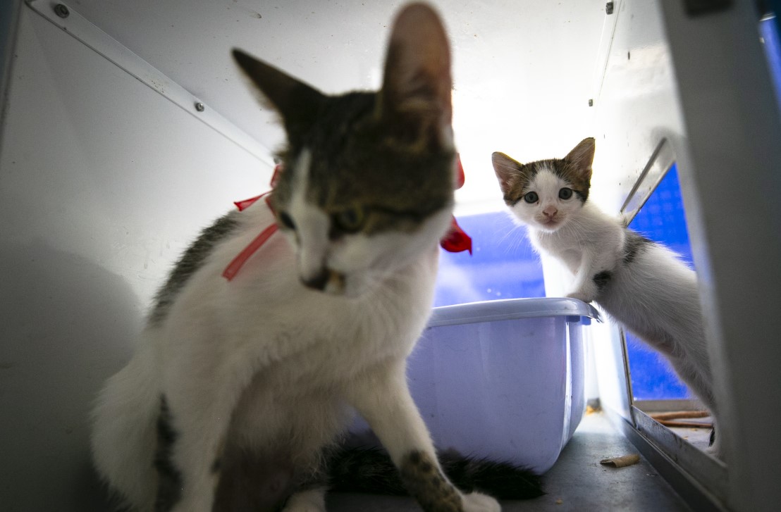 Anne kediler için 'stres oda'sı: Yavrularını rahatça emzirebilecekler 11