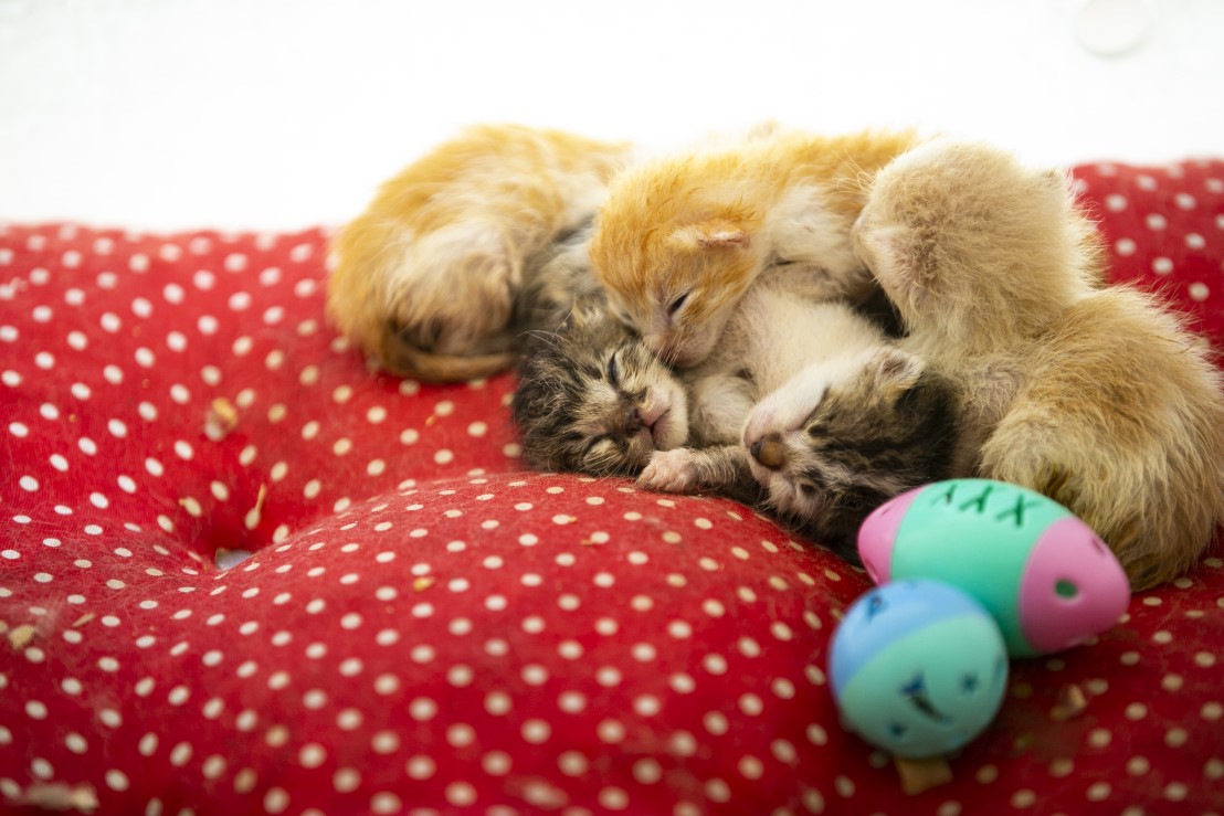 Anne kediler için 'stres oda'sı: Yavrularını rahatça emzirebilecekler 13