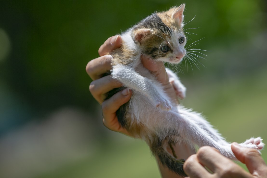 Anne kediler için 'stres oda'sı: Yavrularını rahatça emzirebilecekler 10