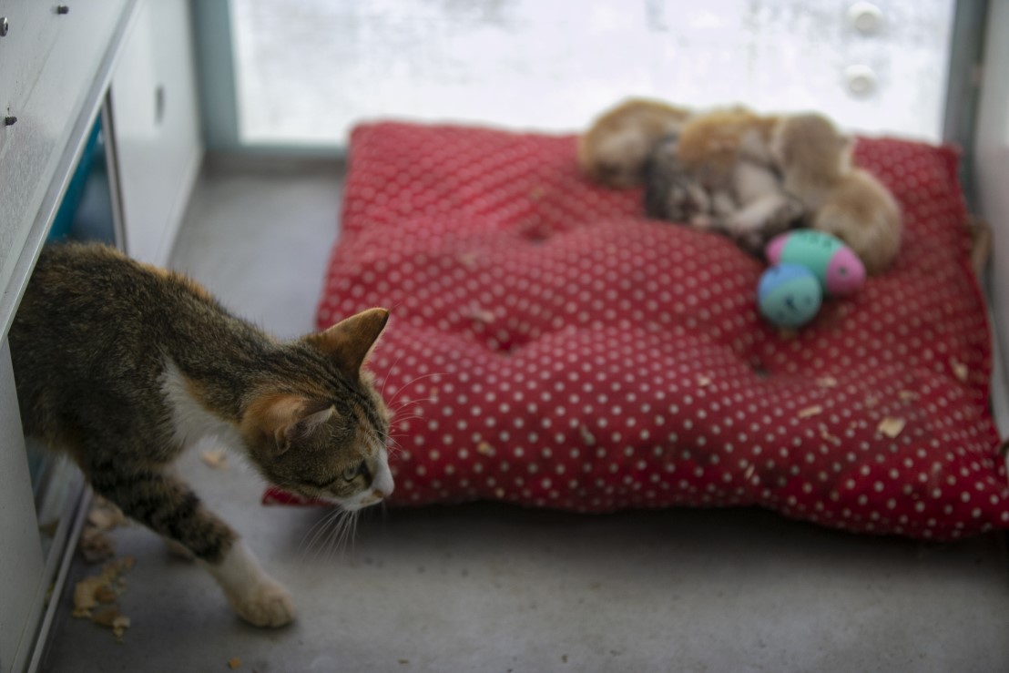 Anne kediler için 'stres oda'sı: Yavrularını rahatça emzirebilecekler 8