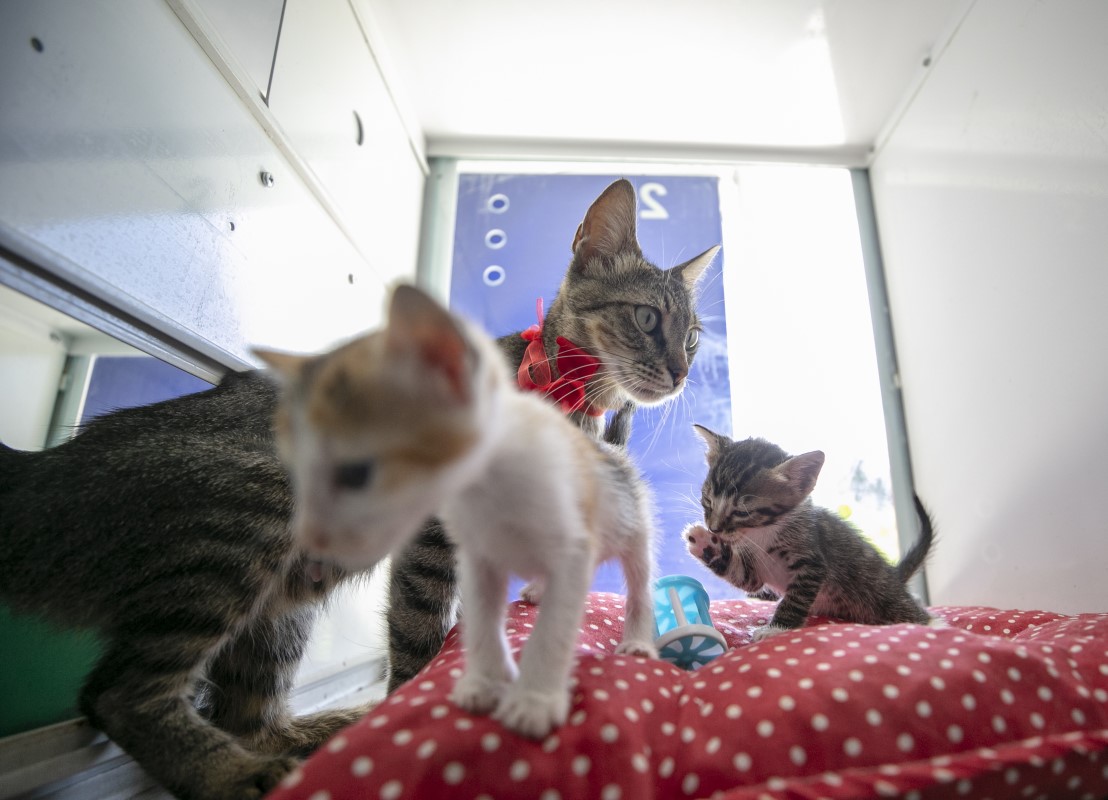 Anne kediler için 'stres oda'sı: Yavrularını rahatça emzirebilecekler 5