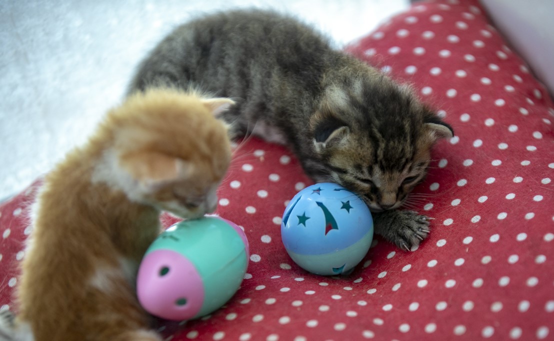 Anne kediler için 'stres oda'sı: Yavrularını rahatça emzirebilecekler 9