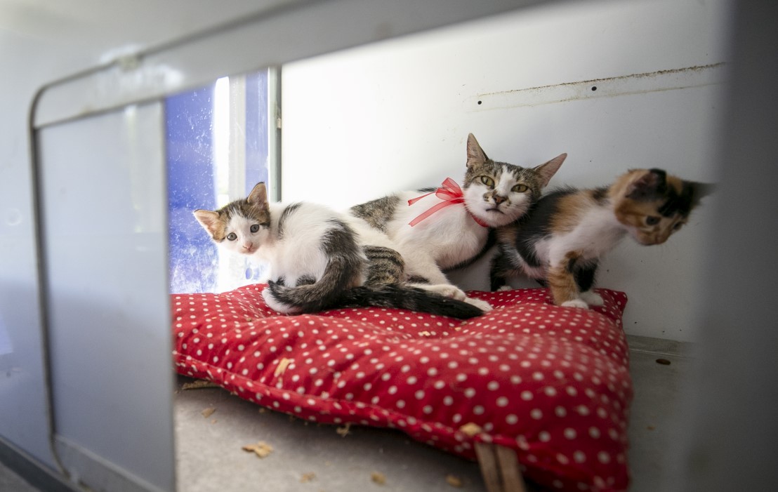Anne kediler için 'stres oda'sı: Yavrularını rahatça emzirebilecekler 15