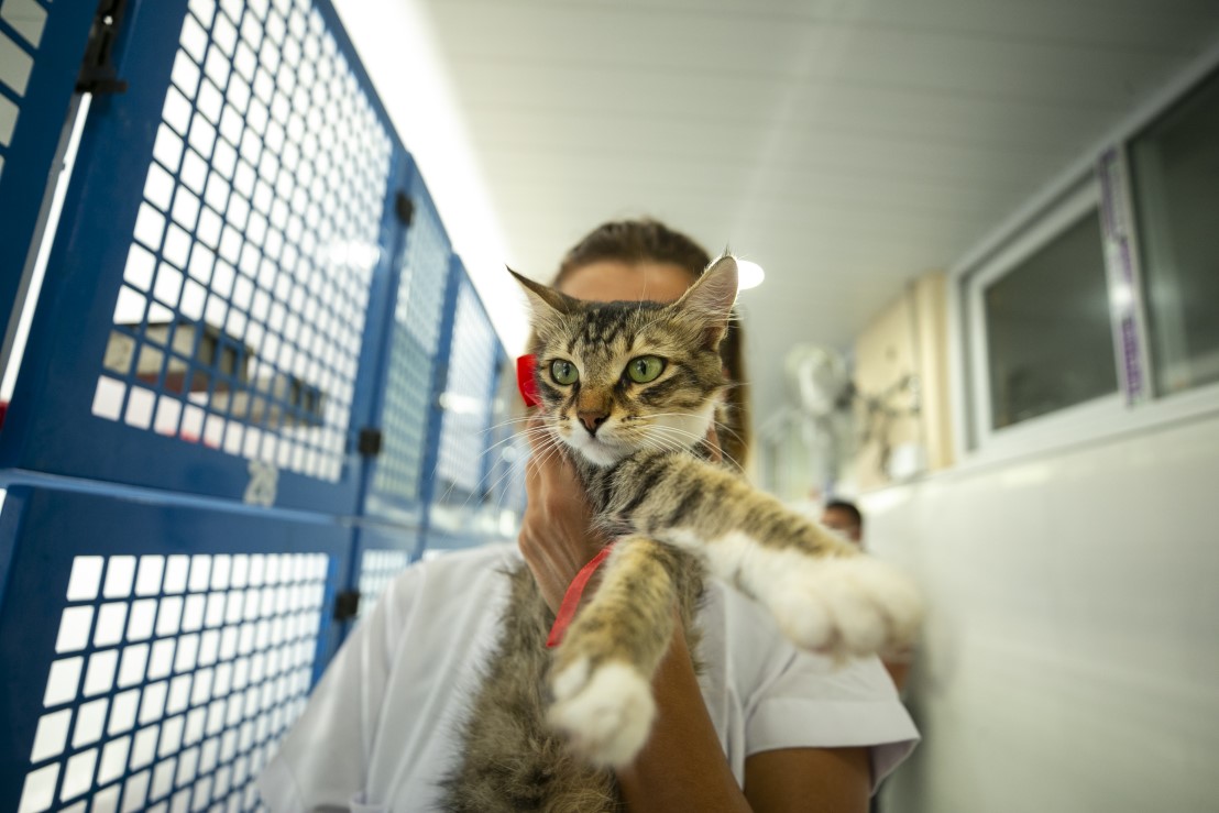 Anne kediler için 'stres oda'sı: Yavrularını rahatça emzirebilecekler 7