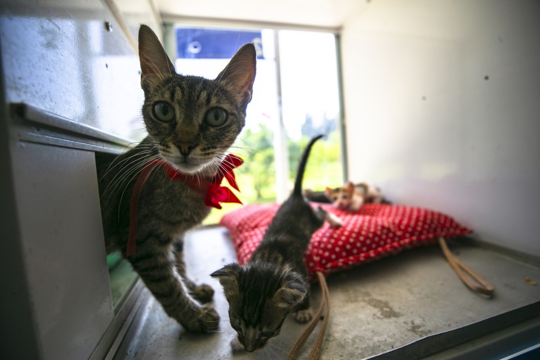 Anne kediler için 'stres oda'sı: Yavrularını rahatça emzirebilecekler 4