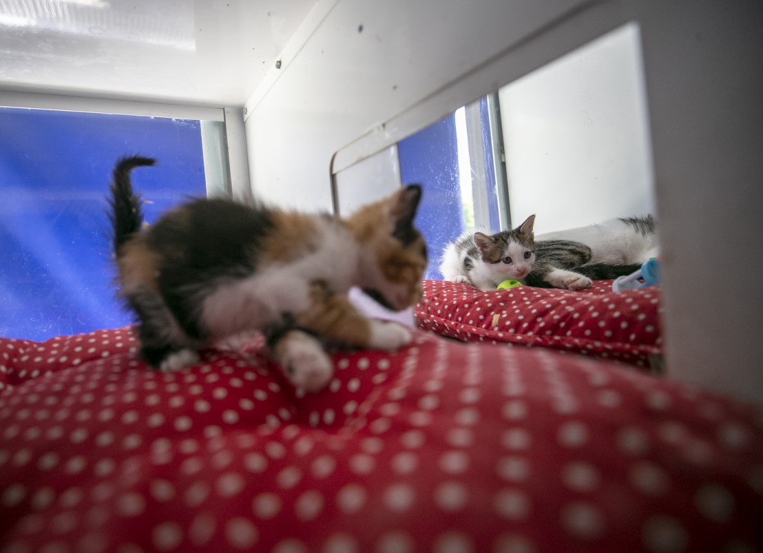 Anne kediler için 'stres oda'sı: Yavrularını rahatça emzirebilecekler 6