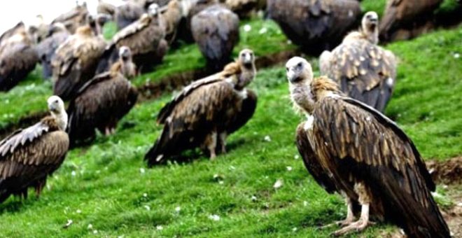 Görebileceğiniz en vahşi cenaze geleneği! 'Toprağı kirletiyor' diye akbabalara yediriyorlar 2