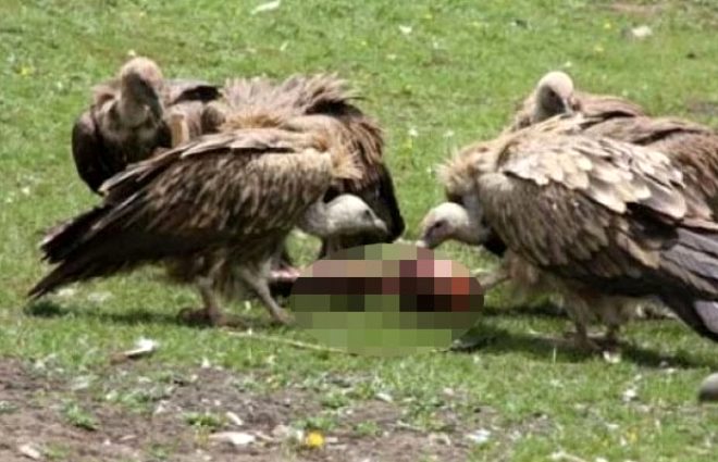 Görebileceğiniz en vahşi cenaze geleneği! 'Toprağı kirletiyor' diye akbabalara yediriyorlar 3