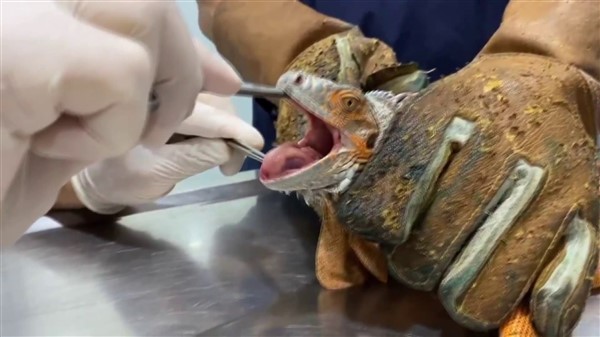 Nat Geo Üsküdar! 1 metre 12 santimetre boyunda iguana bulundu 11