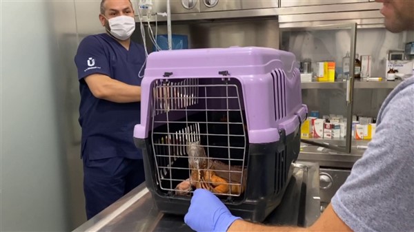 Nat Geo Üsküdar! 1 metre 12 santimetre boyunda iguana bulundu 10