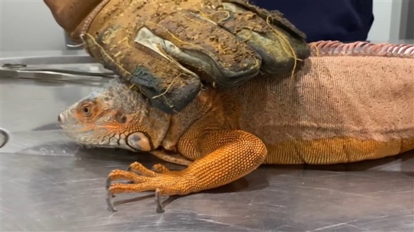 Nat Geo Üsküdar! 1 metre 12 santimetre boyunda iguana bulundu 9
