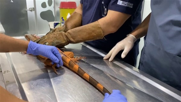 Nat Geo Üsküdar! 1 metre 12 santimetre boyunda iguana bulundu 8