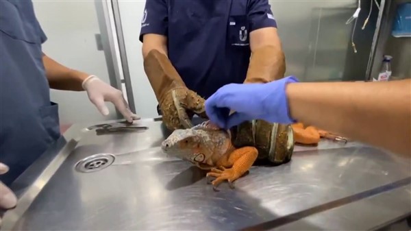 Nat Geo Üsküdar! 1 metre 12 santimetre boyunda iguana bulundu 7