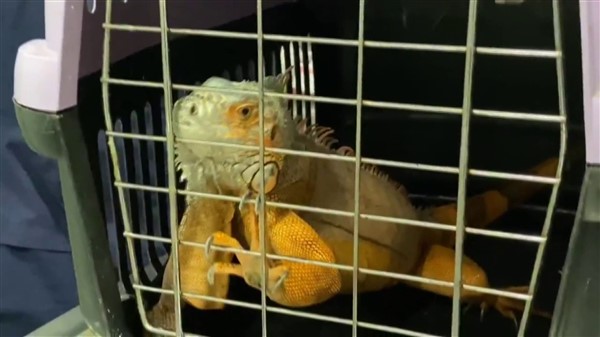 Nat Geo Üsküdar! 1 metre 12 santimetre boyunda iguana bulundu 6