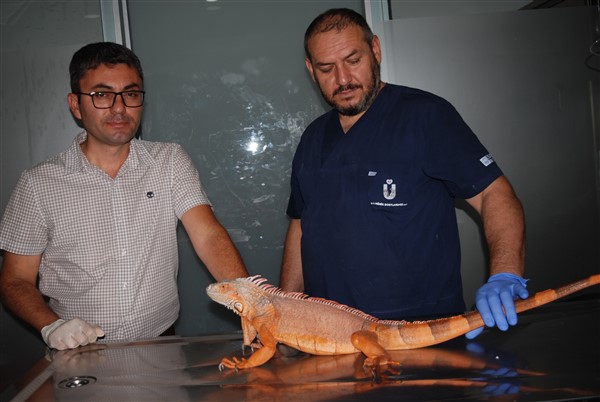Nat Geo Üsküdar! 1 metre 12 santimetre boyunda iguana bulundu 5