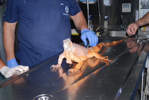 Nat Geo Üsküdar! 1 metre 12 santimetre boyunda iguana bulundu 4