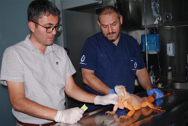 Nat Geo Üsküdar! 1 metre 12 santimetre boyunda iguana bulundu 3