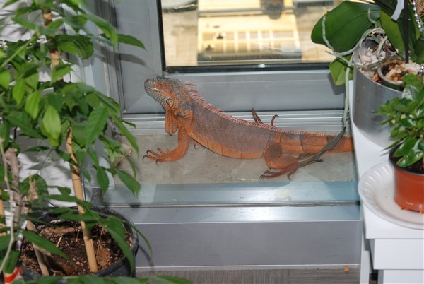 Nat Geo Üsküdar! 1 metre 12 santimetre boyunda iguana bulundu 1
