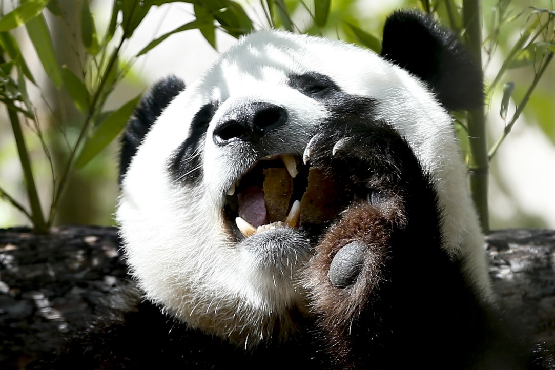 Putin'in pandalarına doğum günü sürprizi 21