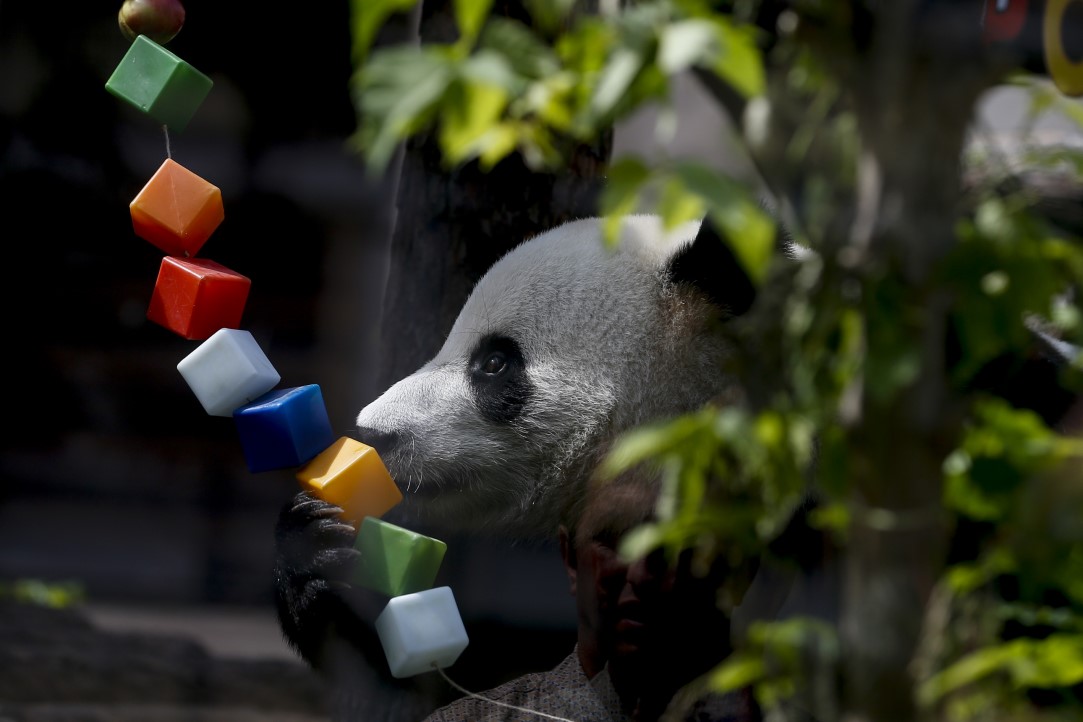 Putin'in pandalarına doğum günü sürprizi 18