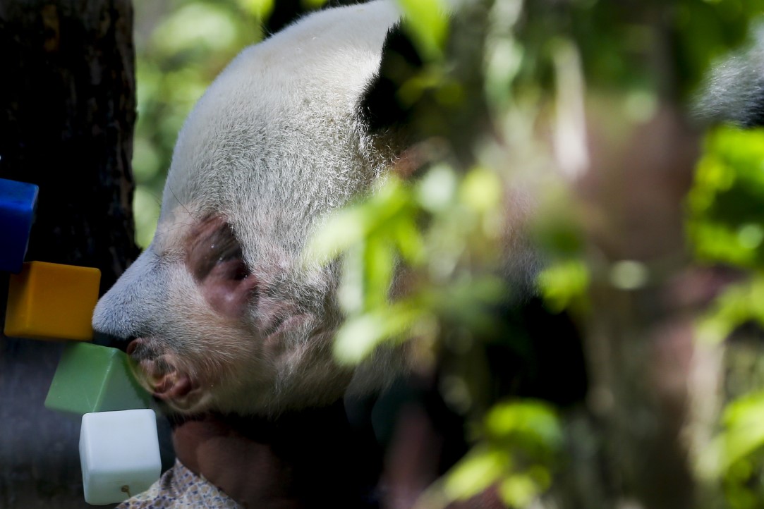 Putin'in pandalarına doğum günü sürprizi 23