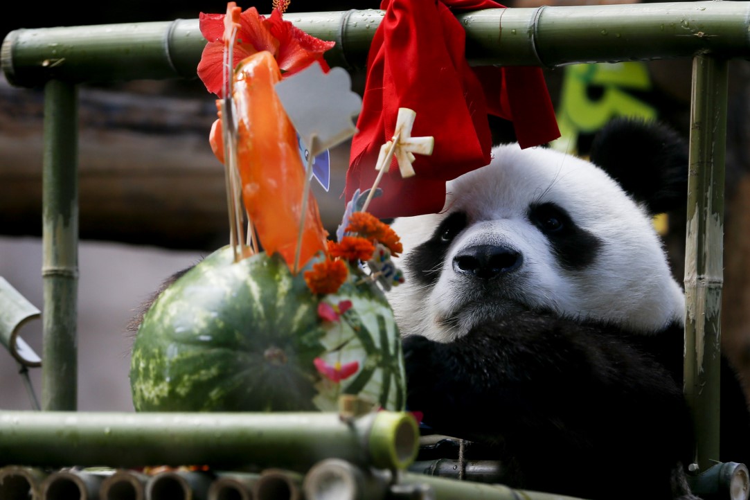 Putin'in pandalarına doğum günü sürprizi 17