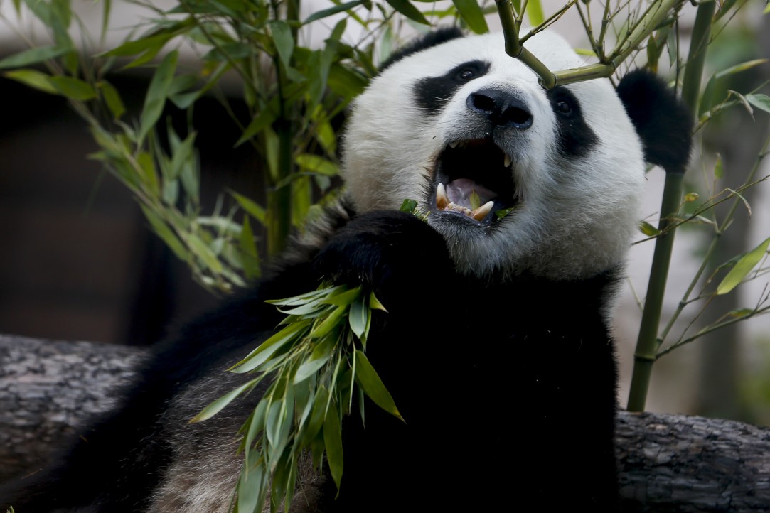 Putin'in pandalarına doğum günü sürprizi 20