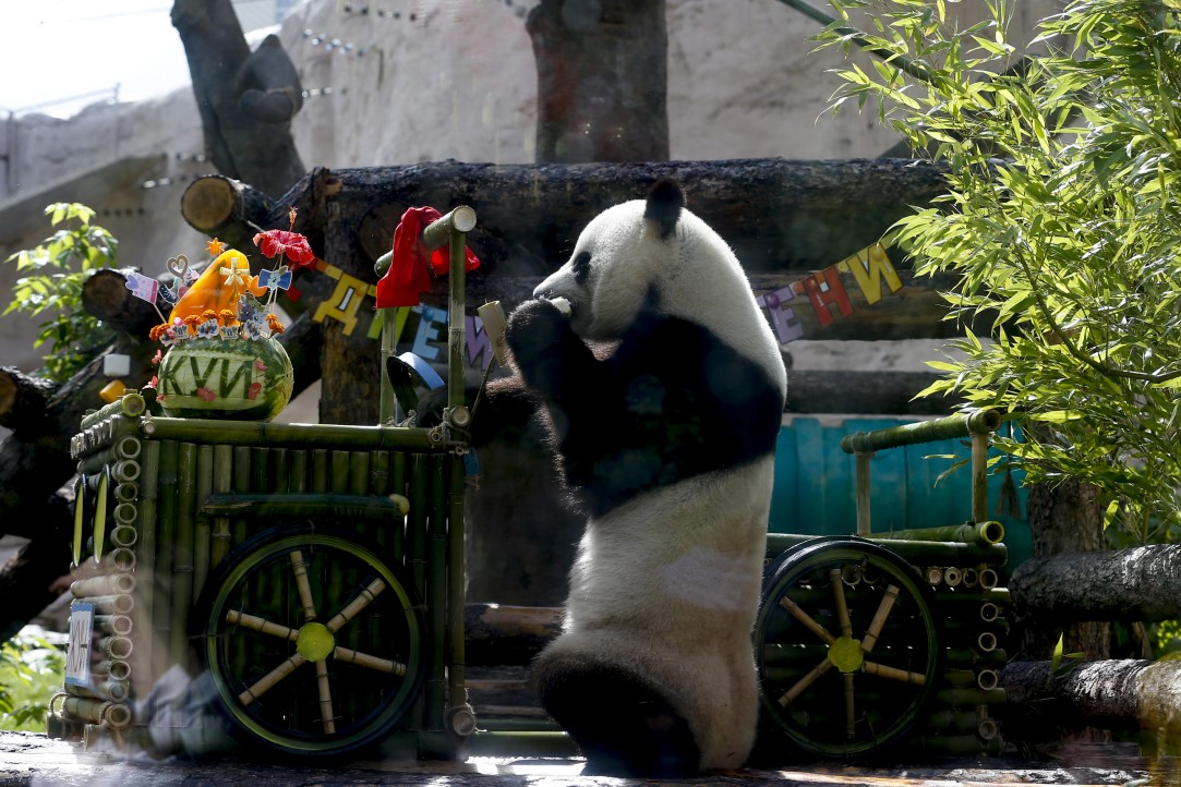 Putin'in pandalarına doğum günü sürprizi 19