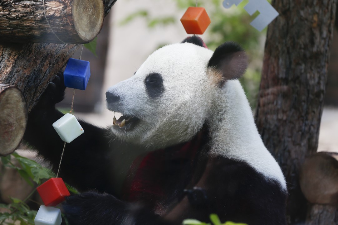 Putin'in pandalarına doğum günü sürprizi 14