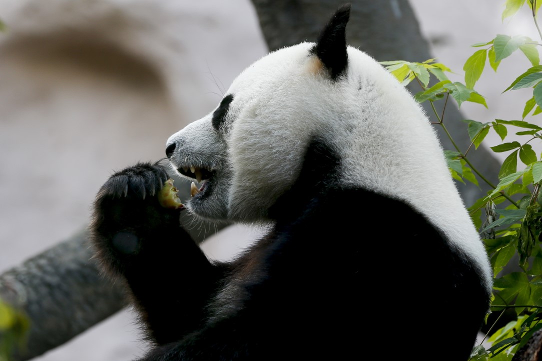 Putin'in pandalarına doğum günü sürprizi 13