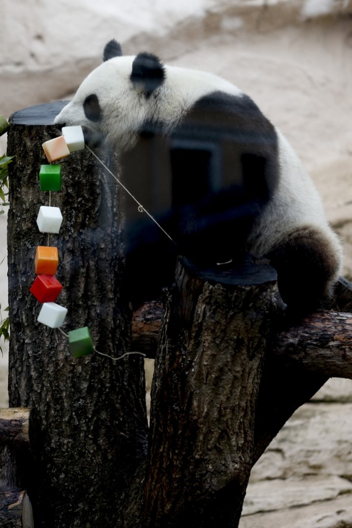 Putin'in pandalarına doğum günü sürprizi 10