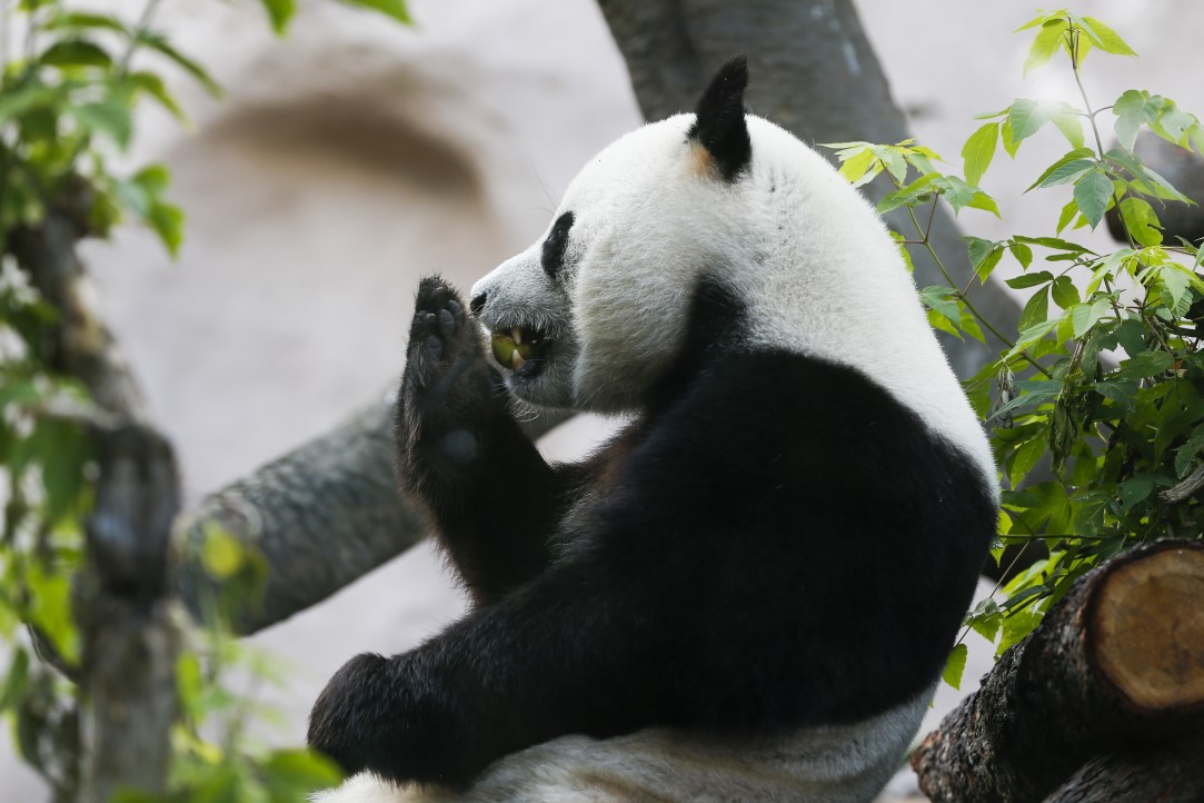 Putin'in pandalarına doğum günü sürprizi 15