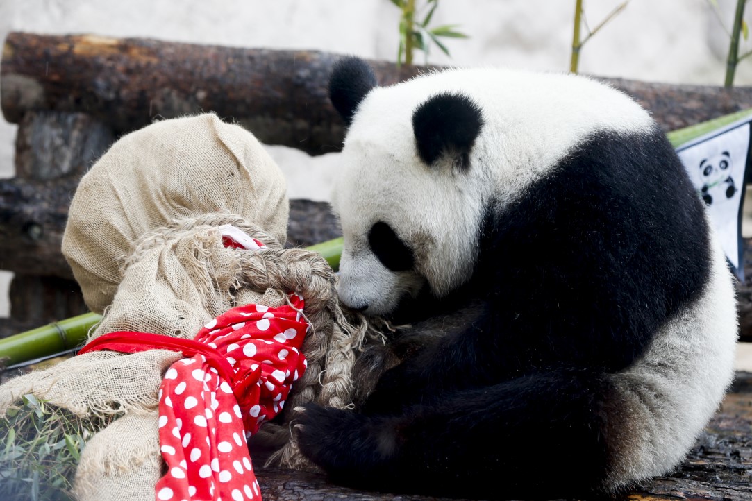Putin'in pandalarına doğum günü sürprizi 12