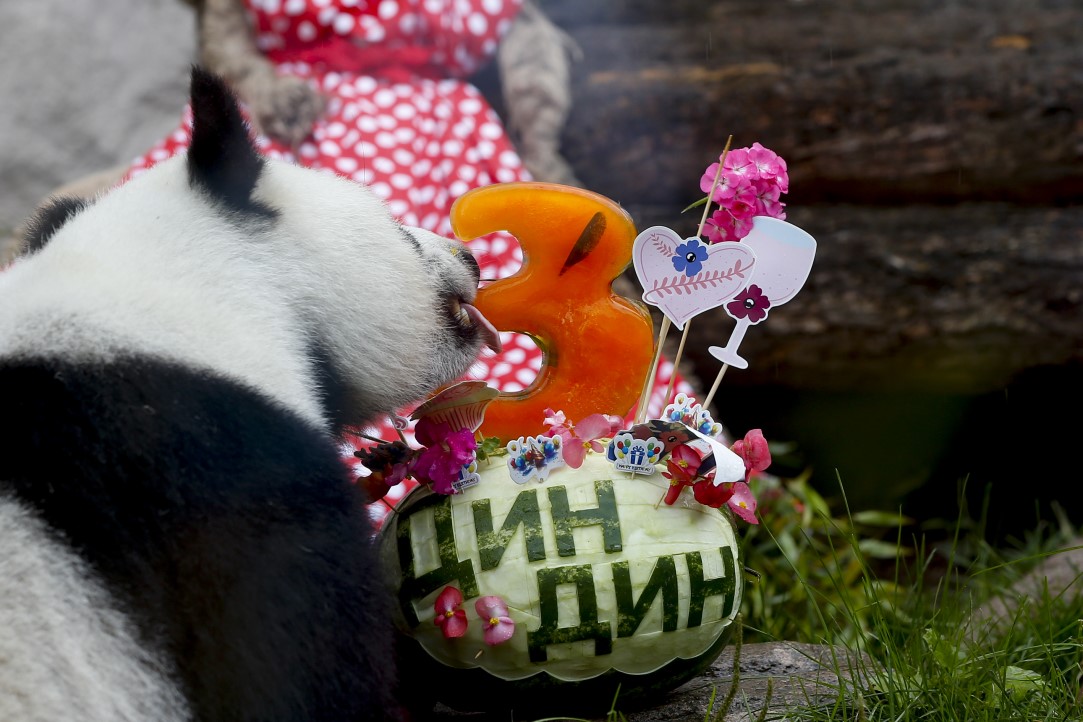 Putin'in pandalarına doğum günü sürprizi 6