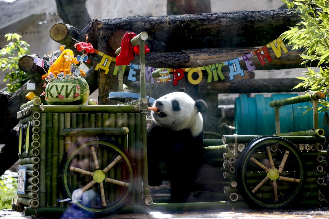 Putin'in pandalarına doğum günü sürprizi 9