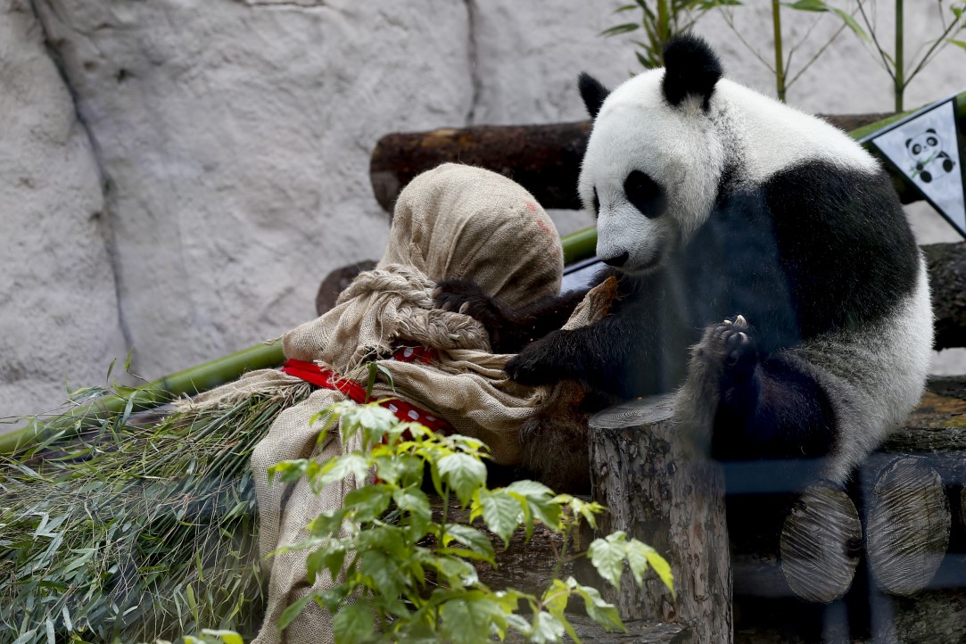 Putin'in pandalarına doğum günü sürprizi 16