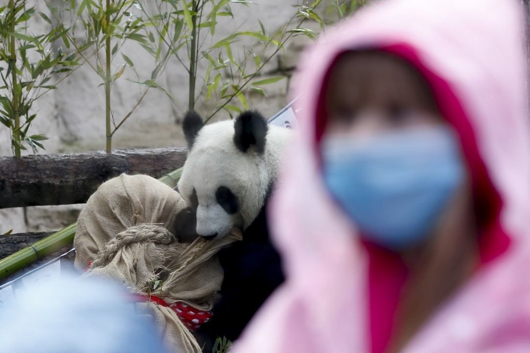 Putin'in pandalarına doğum günü sürprizi 2