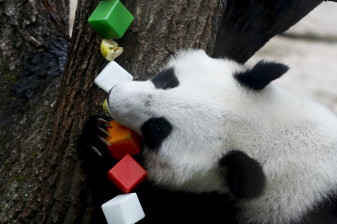 Putin'in pandalarına doğum günü sürprizi 3