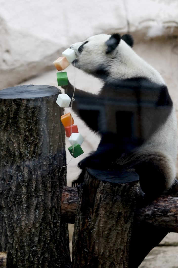 Putin'in pandalarına doğum günü sürprizi 5