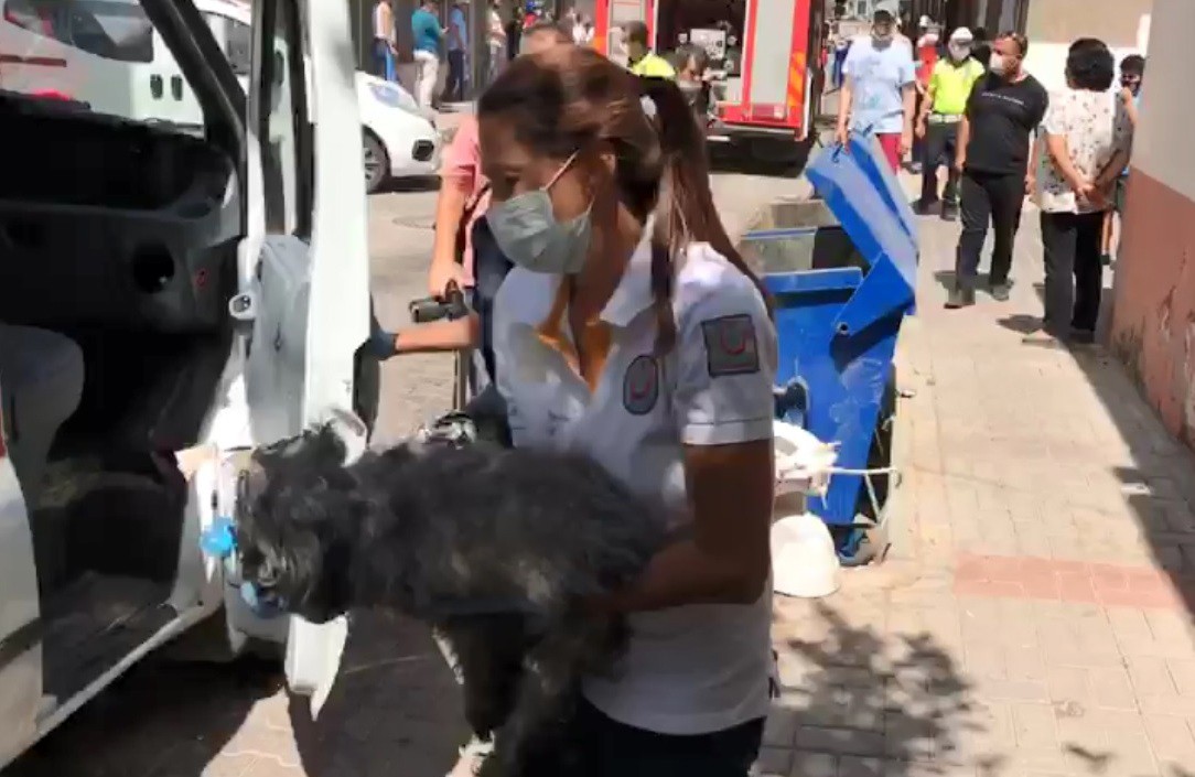 Aydın'da alevler arasında kalan Prenses isimli köpek için seferber oldular 1